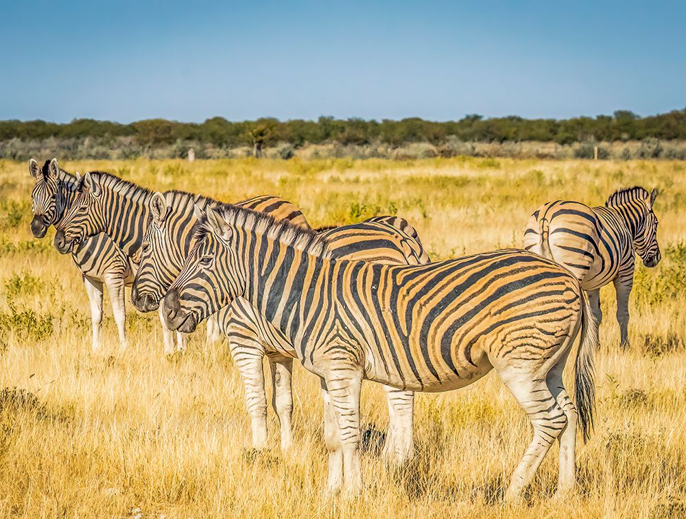 Etosha NP, Namibia, Africa.  group of Burchells Zebras eating grass in the savannah.